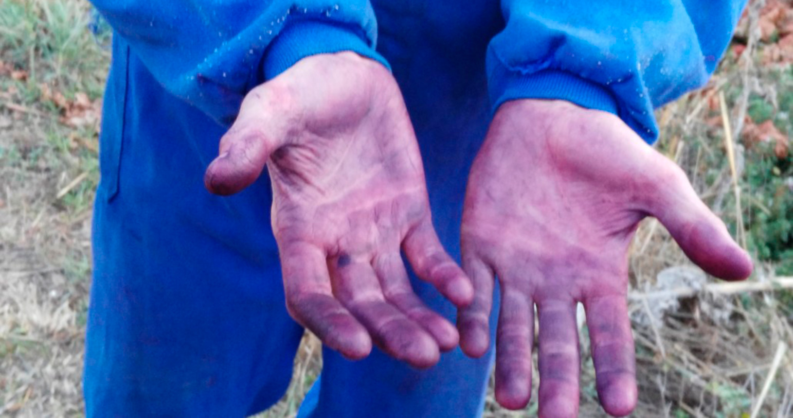 Winegrower's hands